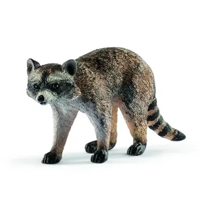 Raccoon